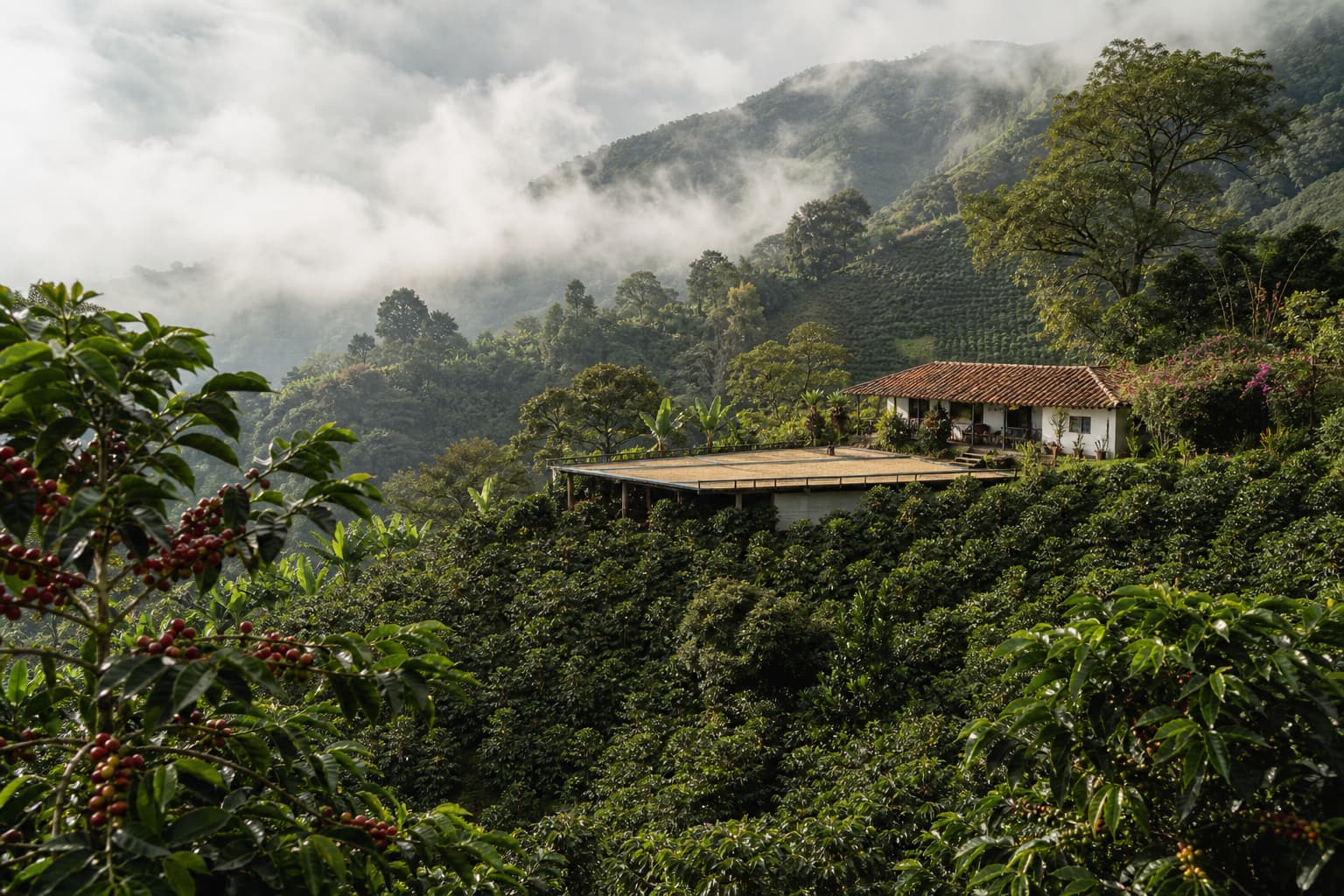 Rows of red coffee cherries on a misty hillside farm above Medellín